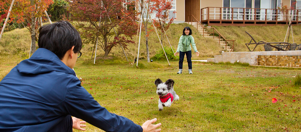 大きなお庭で愛犬とのびのび遊べます