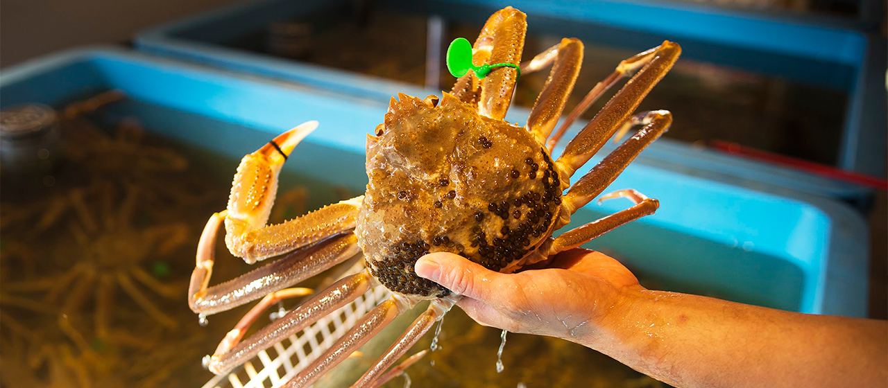 お好きな地ガニが選べる冬限定の食のアクテビティ「カニマルシェ」